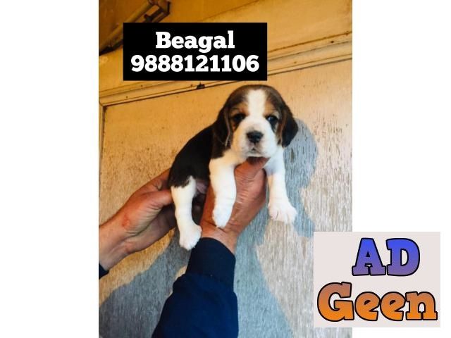 used Beagal puppy available in ludhiana jalandhar phagwara call 9888121106 for sale 